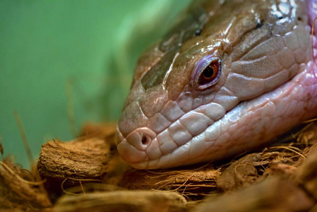一只蜥蜴的大脑袋一只睁开的眼睛, 在前景上有波纹皮肤特写的监视器蜥蜴