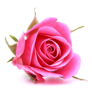 粉红色的玫瑰头花隔绝在白色背景缺口