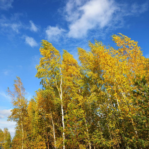 秋季森林对蓝天的低角度景观观