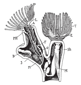 Plumatella 是 Plumatellidae 家族苔藓虫和的一个属, 复古线画或雕刻插图