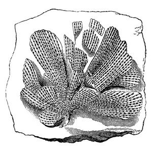 软体动物化石苔藓动物 fenestella tenuiceps, 复古刻插图.