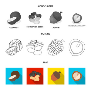 椰子, 橡子, 向日葵籽, manchueian 核桃。不同种类的坚果集合图标在平面, 轮廓, 单色风格矢量符号股票插画网站