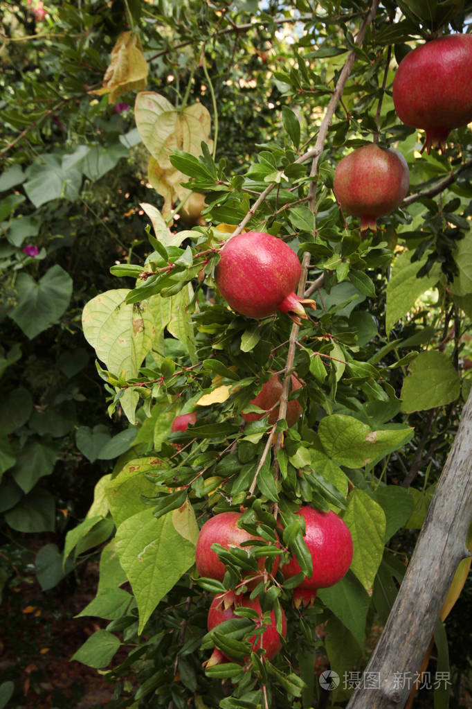 成熟的石榴树上