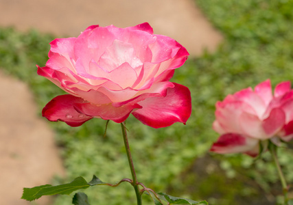 花园里的美丽粉红玫瑰花