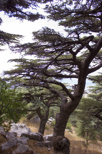 黎巴嫩的雪松林。黎巴嫩的山区曾经被茂密的雪松森林遮挡着。雪松树是黎巴嫩的象征