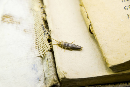 用纸银鱼的昆虫喂养。害虫书籍和报纸