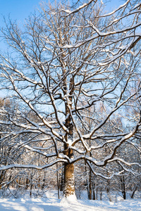 莫斯科城市 Timiryazevskiy 公园白雪覆盖的橡树在阳光明媚的冬日里