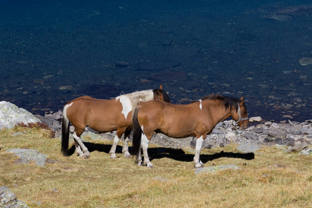 马, 骡子背景巴普雷卡湖 肾脏在保加利亚西北部的里拉拉山脉的一组冰川湖泊之一。2018年秋季