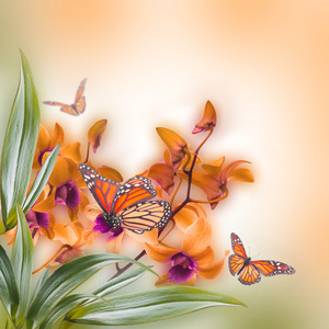 热带兰花与蝴蝶
