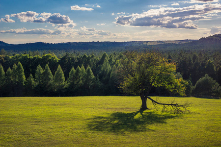Roztoczanski 国家公园草地上的树, Lubelskie, 波兰