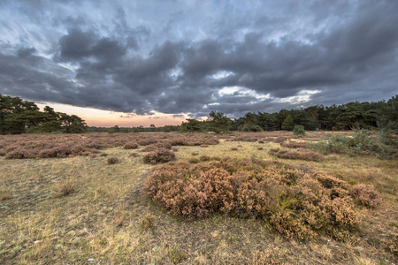 侯格维陆威侯格维陆威国家公园 heathland 日落上空盖德兰, 荷兰