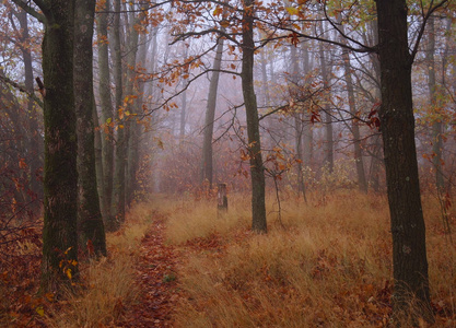 秋天的树林与雾的早晨