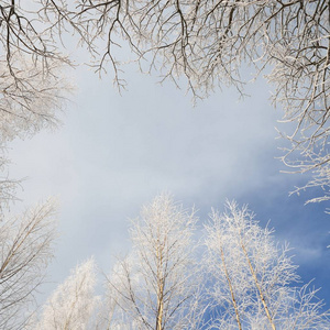 覆盖着雪和雾凇的树木, 形成了一个对蓝天的框架。俄罗斯森林
