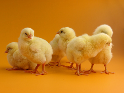 婴儿车母鸡和小鸡小鸡小鸡和母鸡好笑的小鸡着色书与孤立在白色的蛋壳