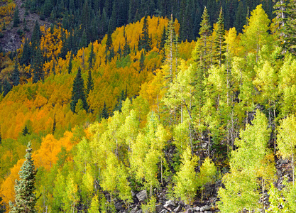 秋天的落叶，在科罗拉多州的洛基山脉