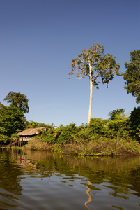   amazonas .     ind