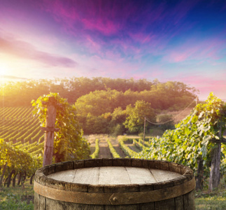 成熟的酿酒葡萄藤蔓类植物在托斯卡纳，意大利。如诗如画的葡萄酒农场 葡萄园。日落的暖光