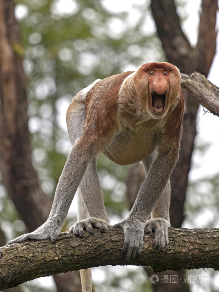 长鼻猴树上尖叫