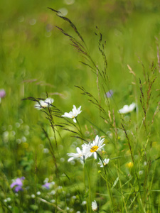 在森林里的洋甘菊