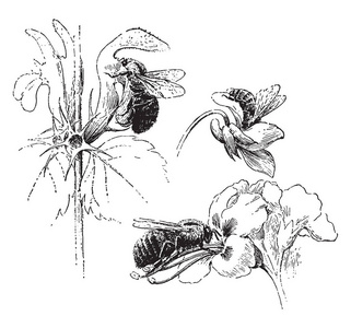 这个插图代表了蜜蜂参观花卉, 复古线画或雕刻插图