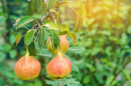 新鲜可口的甜橙梨在阳光明媚的日子里生长在树上。秋丰收。健康蔬菜, 饮食维生素