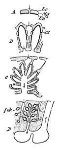 海绵管系统是由大量的孔孔, 其中水进入体内, 老式线绘制或雕刻插图穿孔