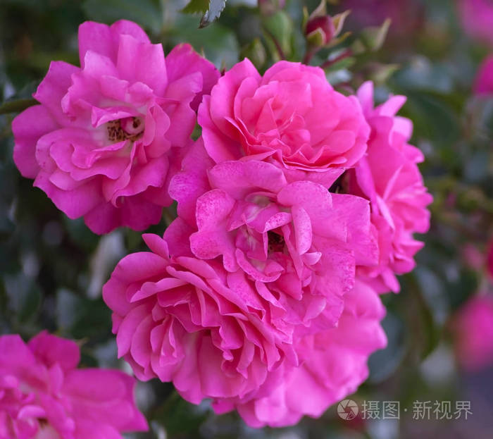 玫瑰级 heidetraum, 半双, 杯状花的浓密粉红色的颜色, 玫瑰色的深