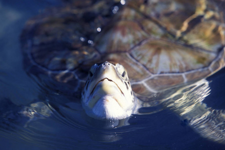 墨西哥, Mujeres 岛2009年1月 waterturtle 在 Mujeres 附近的坎昆, 位于墨西哥省的尤卡坦半