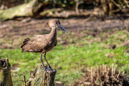 大小鸟hamerkop 鸟站在一棵树桩上寻找.