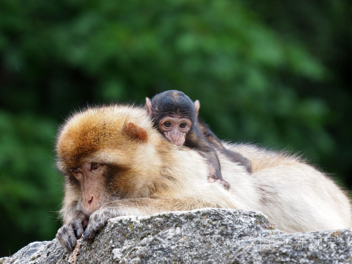 狒狒与背上的婴儿