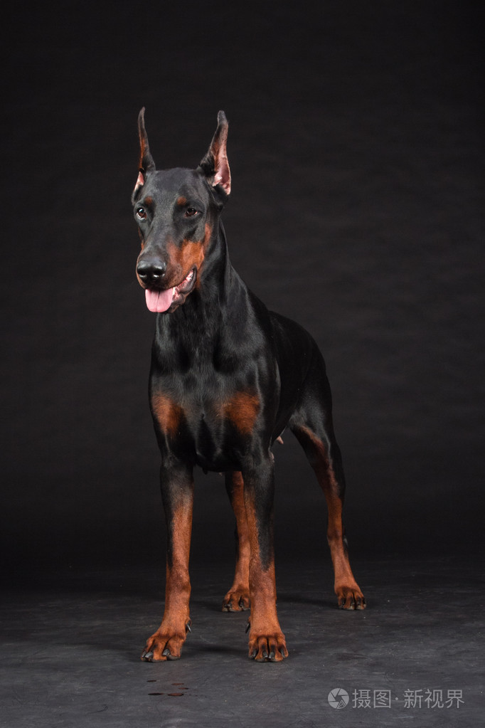 黑色的杜宾犬肖像.工作室拍摄的母狗