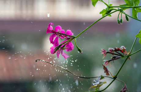 雨中的花朵, 艺术中的图画