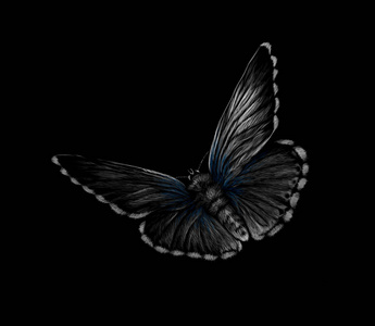 蝴蝶在黑色背景, 手画照片