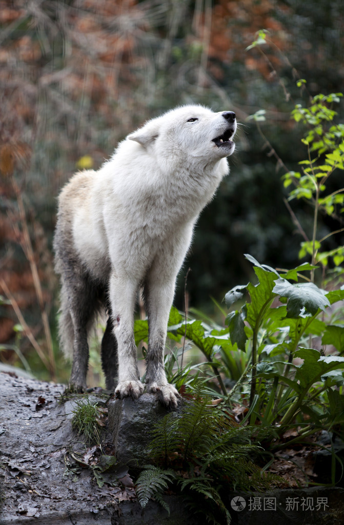 白狼嗥叫照片-正版商用图片095flw-摄图新视界