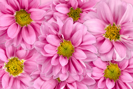 粉色花背景