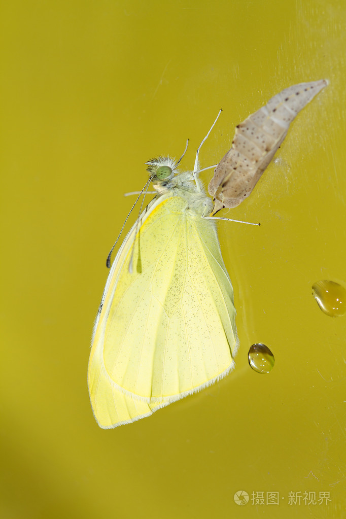 菜粉蝶菜粉蝶甘蓝走出茧