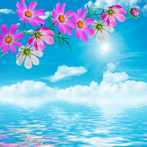 蓝天白云大海花朵图片图片
