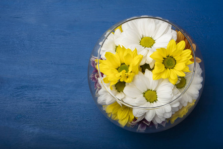彩色菊花在一个蓝色的背景玻璃花瓶。复制空间