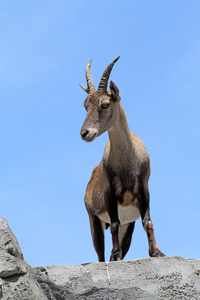 高山 ibex