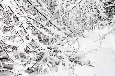 莫斯科 Timiryazevskiy 公园雪盖灌木在阴天的冬季