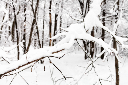 莫斯科 Timiryazevskiy 公园积雪的树枝在阴天的冬季关闭