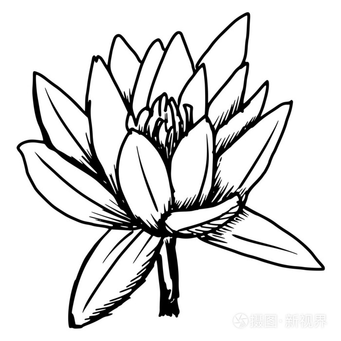 白莲花插画-正版商用图片095m2v-摄图新视界