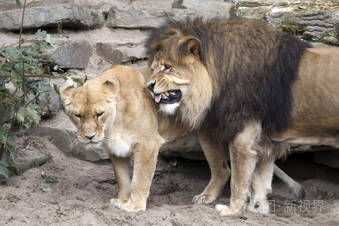 狮和母狮附近岩石