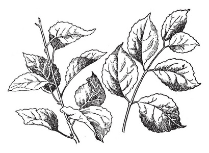 水平的茎叶附着在茎上, 但有些叶附着在同一水平周围, 部分叶附着不同