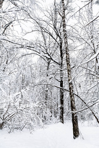 莫斯科 Timiryazevskiy 公园冬季森林中的雪蜷缩桦木及其他树种