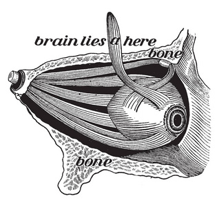 这个例证代表眼睛和它的肌肉, 复古线绘画或雕刻例证