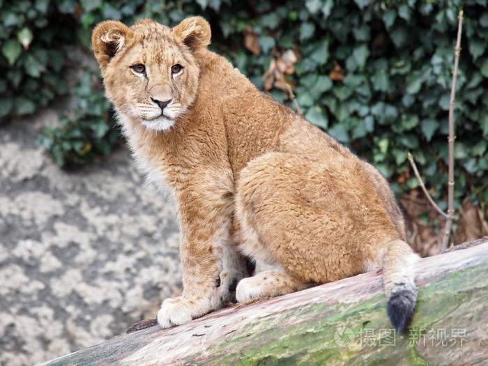 年轻的狮子坐在动物园