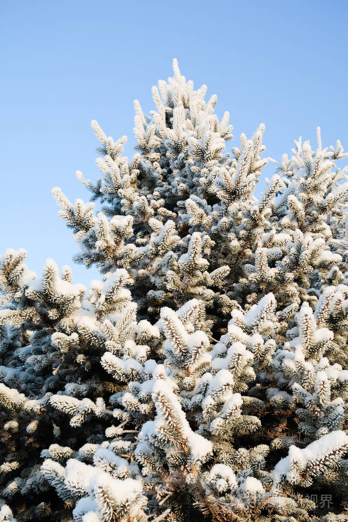 雪中的冬树云杉
