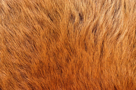 地毯关门彩色动物皮毛纹理的关门照片