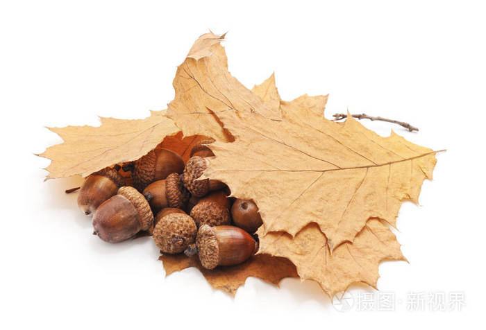 在秋天叶子的橡子在白色背景查出